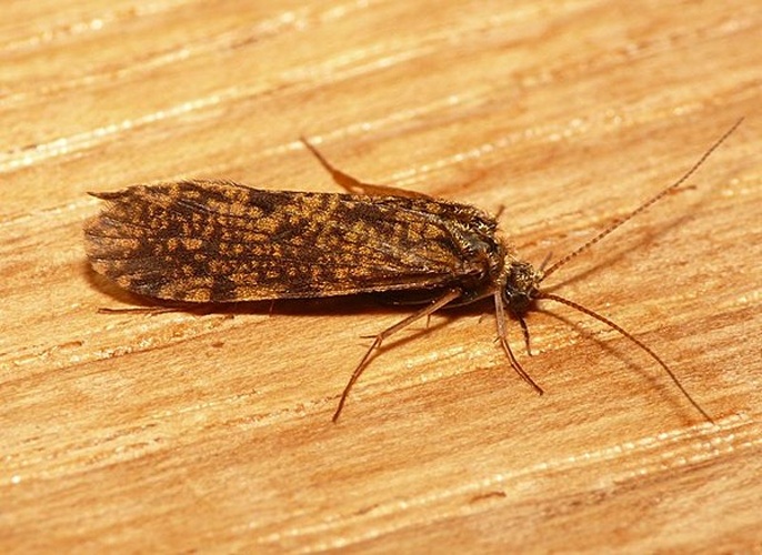 Ecnomus tenellus &copy; <table style="width:100%; border:1px solid #aaa; background:#efd; text-align:center"><tbody><tr>
<td>
<a href="//commons.wikimedia.org/wiki/File:Aspitates_ochrearia.jpg" class="image"><img alt="Aspitates ochrearia.jpg" src="https://upload.wikimedia.org/wikipedia/commons/thumb/b/bc/Aspitates_ochrearia.jpg/55px-Aspitates_ochrearia.jpg" decoding="async" width="55" height="41" srcset="https://upload.wikimedia.org/wikipedia/commons/thumb/b/bc/Aspitates_ochrearia.jpg/83px-Aspitates_ochrearia.jpg 1.5x, https://upload.wikimedia.org/wikipedia/commons/thumb/b/bc/Aspitates_ochrearia.jpg/110px-Aspitates_ochrearia.jpg 2x" data-file-width="800" data-file-height="600"></a>
</td>
<td>This image is created by user <a rel="nofollow" class="external text" href="http://waarneming.nl/user/photos/19474">Dick Belgers</a> at <a rel="nofollow" class="external text" href="http://waarneming.nl/">waarneming.nl</a>, a source of nature observations in the Netherlands.
</td>
</tr></tbody></table>