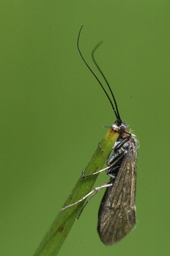 Hydropsyche pellucidula &copy; James K. Lindsey