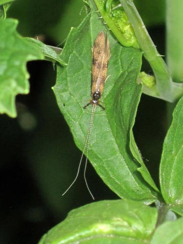 Mystacides longicornis © <a href="//commons.wikimedia.org/wiki/User:Bj.schoenmakers" title="User:Bj.schoenmakers">Bj.schoenmakers</a>