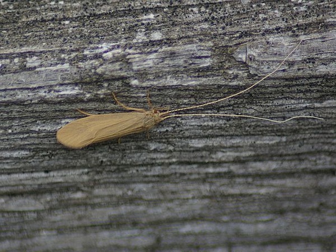 Oecetis ochracea &copy; <table style="width:100%; border:1px solid #aaa; background:#efd; text-align:center"><tbody><tr>
<td>
<a href="//commons.wikimedia.org/wiki/File:Aspitates_ochrearia.jpg" class="image"><img alt="Aspitates ochrearia.jpg" src="https://upload.wikimedia.org/wikipedia/commons/thumb/b/bc/Aspitates_ochrearia.jpg/55px-Aspitates_ochrearia.jpg" decoding="async" width="55" height="41" srcset="https://upload.wikimedia.org/wikipedia/commons/thumb/b/bc/Aspitates_ochrearia.jpg/83px-Aspitates_ochrearia.jpg 1.5x, https://upload.wikimedia.org/wikipedia/commons/thumb/b/bc/Aspitates_ochrearia.jpg/110px-Aspitates_ochrearia.jpg 2x" data-file-width="800" data-file-height="600"></a>
</td>
<td>This image is created by user <a rel="nofollow" class="external text" href="http://waarneming.nl/user/photos/50513">Fred Köhler</a> at <a rel="nofollow" class="external text" href="http://waarneming.nl/">waarneming.nl</a>, a source of nature observations in the Netherlands.
</td>
</tr></tbody></table>