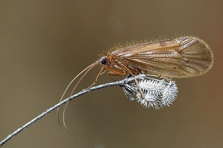 Anabolia nervosa © www.invertebradosdehuesca.com