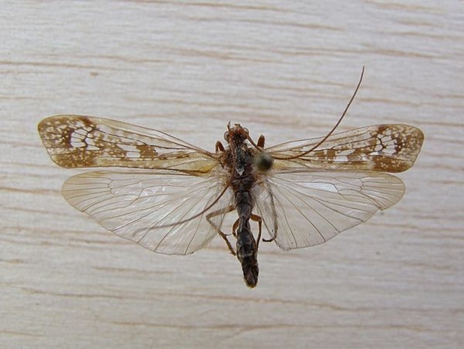 Limnephilus borealis © <a href="//commons.wikimedia.org/w/index.php?title=User:Xepheid&amp;action=edit&amp;redlink=1" class="new" title="User:Xepheid (page does not exist)">Xepheid</a>