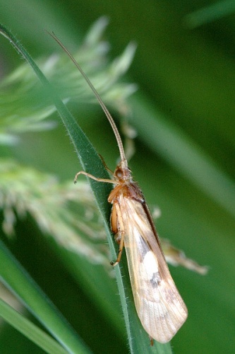Limnephilus rhombicus © James K. Lindsey