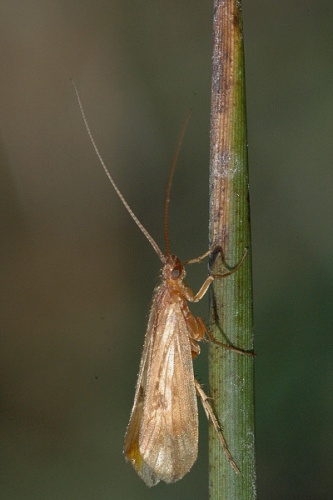 Limnephilus flavicornis © James K. Lindsey