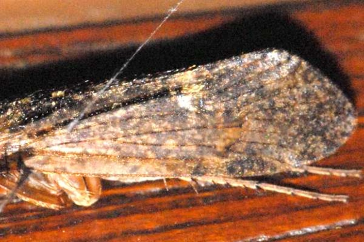 Limnephilus sparsus &copy; James K. Lindsey