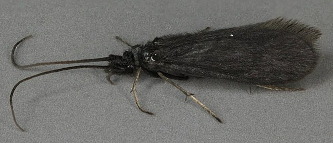 Beraea pullata &copy; <a rel="nofollow" class="external text" href="https://www.flickr.com/people/130093583@N04">Janet Graham</a>