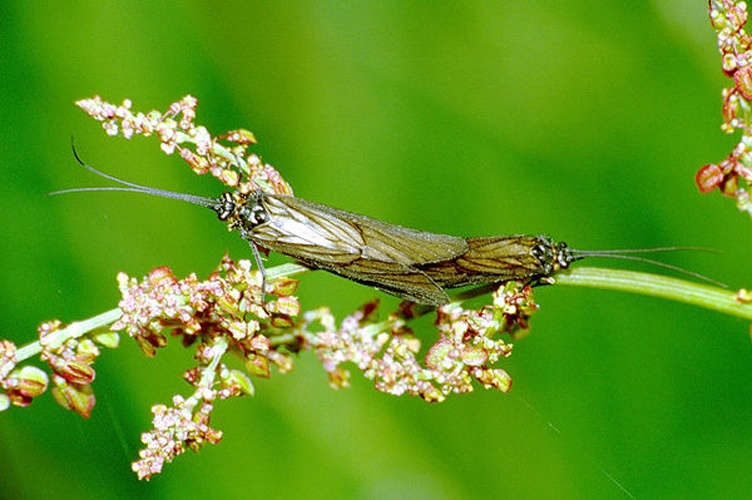 Brachycentrus montanus © James K. Lindsey