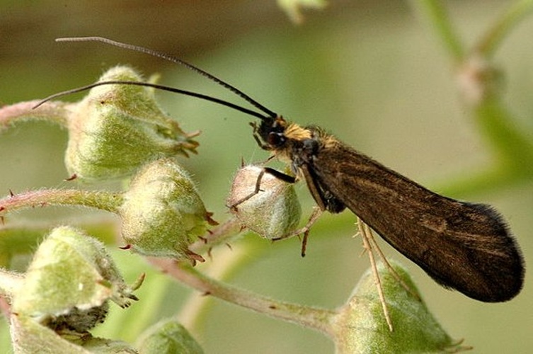 Sericostoma personatum © James K. Lindsey