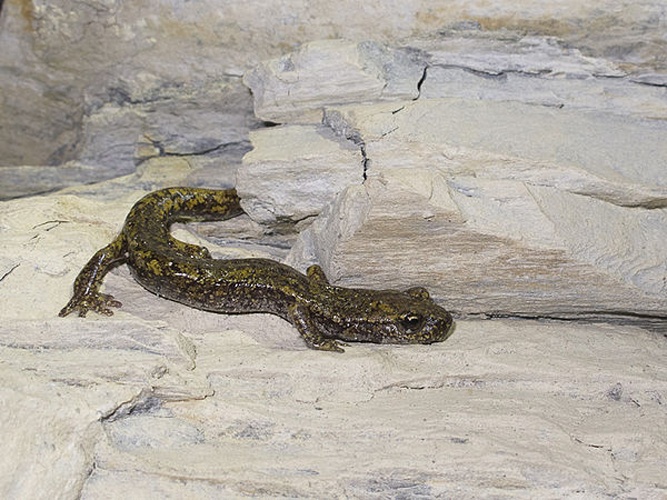 Speleomantes strinatii &copy; <table style="width:100%; border:1px solid #aaa; background:#efd; text-align:center"><tbody><tr>
<td>
<a href="//commons.wikimedia.org/wiki/File:Lanius_pallidirostris.jpg" class="image"><img alt="Lanius pallidirostris.jpg" src="https://upload.wikimedia.org/wikipedia/commons/thumb/a/a2/Lanius_pallidirostris.jpg/55px-Lanius_pallidirostris.jpg" decoding="async" width="55" height="41" srcset="https://upload.wikimedia.org/wikipedia/commons/thumb/a/a2/Lanius_pallidirostris.jpg/83px-Lanius_pallidirostris.jpg 1.5x, https://upload.wikimedia.org/wikipedia/commons/thumb/a/a2/Lanius_pallidirostris.jpg/110px-Lanius_pallidirostris.jpg 2x" data-file-width="800" data-file-height="600"></a>
</td>
<td>This image is created by user <a rel="nofollow" class="external text" href="http://observado.org/user/photos/3232">Rob Felix</a> at <a rel="nofollow" class="external text" href="http://observado.org/">observado.org</a>, a global biodiversity recording project.
</td>
</tr></tbody></table>