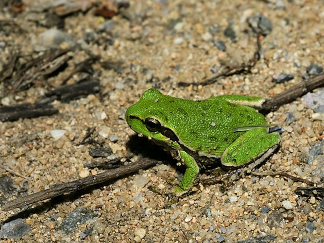 Sardinian tree frog © <div class="fn value">
Hans Hillewaert</div>