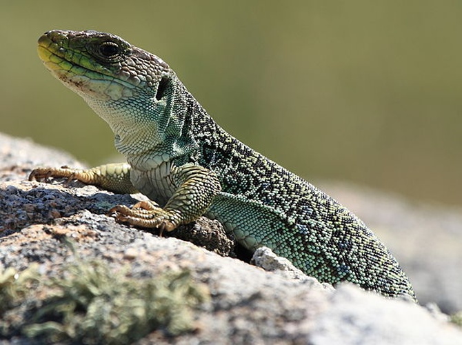 Ocellated lizard © <a rel="nofollow" class="external text" href="https://www.flickr.com/photos/36836231@N00">Arturo Nikolai</a>