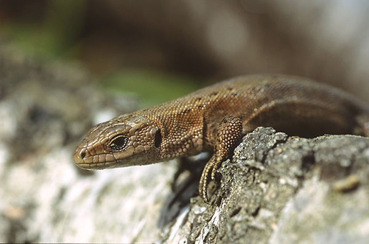 Viviparous lizard © 