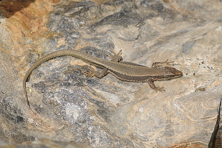 Aurelio's Rock Lizard © <a href="//commons.wikimedia.org/wiki/User:Benny_Trapp" title="User:Benny Trapp">Benny Trapp</a>