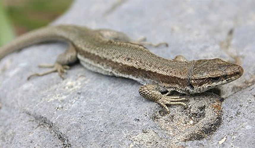 Pyrenean rock lizard © Jeroen Speybroeck