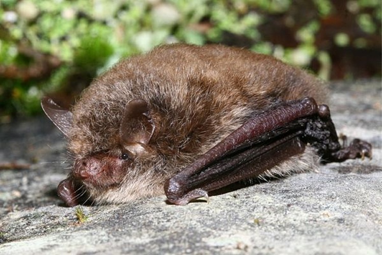 Myotis alcathoe © <a href="https://www.wikidata.org/wiki/Q21390757" class="extiw" title="d:Q21390757">Manuel Ruedi</a> (<a href="https://en.wikipedia.org/wiki/en:Natural_History_Museum_of_Geneva" class="extiw" title="w:en:Natural History Museum of Geneva">Natural History Museum of Geneva</a>)