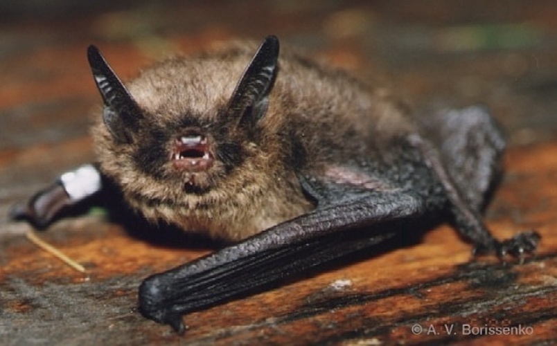 Myotis brandtii &copy; Борисенко