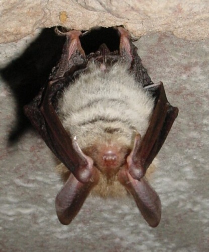 Bechstein's bat © Parc naturel régional des Vosges du Nord