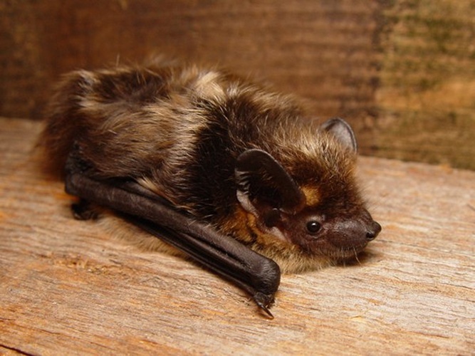 Northern Bat © <a href="//commons.wikimedia.org/wiki/User:Mnolf" title="User:Mnolf">Mnolf</a>