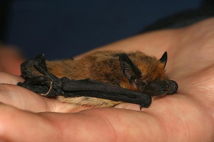 Kuhl's pipistrelle &copy; <a href="//commons.wikimedia.org/w/index.php?title=User:Leonardoancillotto86&amp;action=edit&amp;redlink=1" class="new" title="User:Leonardoancillotto86 (page does not exist)">Leonardoancillotto86</a>