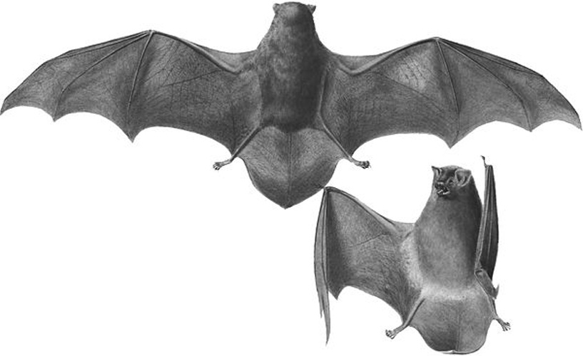 common bent-wing bat © <bdi><a href="https://en.wikipedia.org/wiki/en:Andrew_Smith_(zoologist)" class="extiw" title="w:en:Andrew Smith (zoologist)">Andrew Smith</a>
</bdi>
