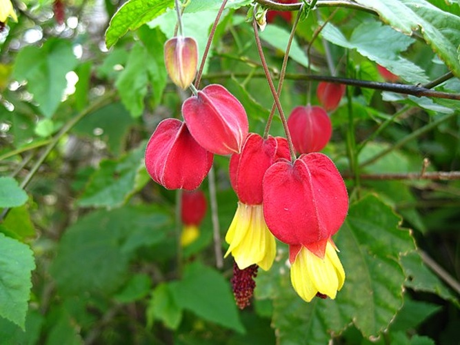 Abutilon megapotamicum © <a rel="nofollow" class="external text" href="https://www.flickr.com/photos/11212545@N05">f99aq</a>