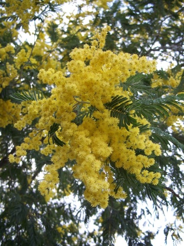 Acacia dealbata © <a href="//commons.wikimedia.org/wiki/User:EugeneZelenko" title="User:EugeneZelenko">Eugene Zelenko</a>