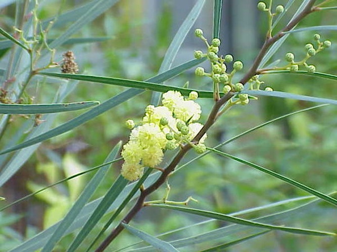 Acacia retinodes &copy; Kurt Stüber <a rel="nofollow" class="external autonumber" href="http://www.kurtstueber.de/">[1]</a>
