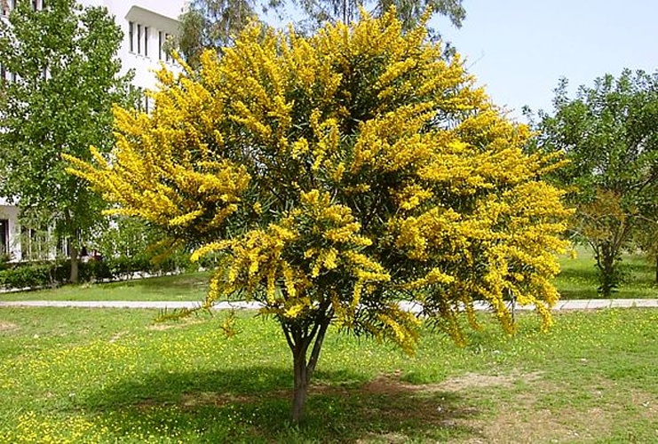 Acacia saligna © No machine-readable author provided. <a href="//commons.wikimedia.org/wiki/User:Zcebeci" title="User:Zcebeci">Zcebeci</a> assumed (based on copyright claims).
