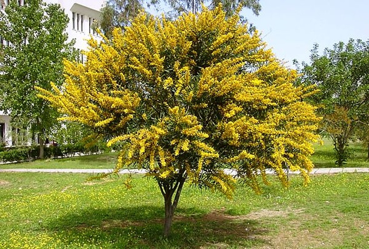 Acacia saligna &copy; No machine-readable author provided. <a href="//commons.wikimedia.org/wiki/User:Zcebeci" title="User:Zcebeci">Zcebeci</a> assumed (based on copyright claims).