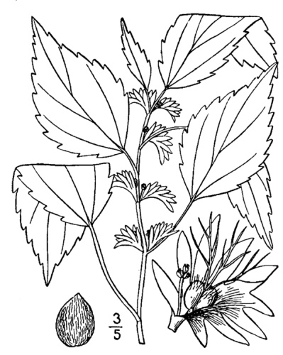 Acalypha virginica © Britton, N.L., and A. Brown. 1913. <i>Illustrated flora of the northern states and Canada.</i> Vol. 2: 458.