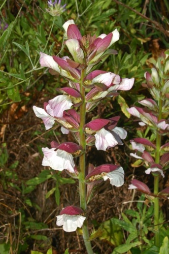 Acanthus mollis &copy; <a href="//commons.wikimedia.org/wiki/User:Hectonichus" title="User:Hectonichus">Hectonichus</a>