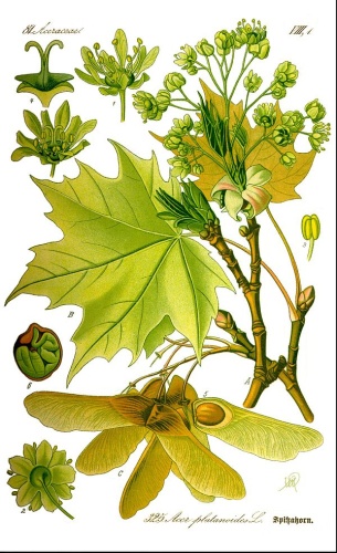 Acer platanoides &copy; <a href="//commons.wikimedia.org/wiki/User:Kilom691" title="User:Kilom691">User:Kilom691</a>
