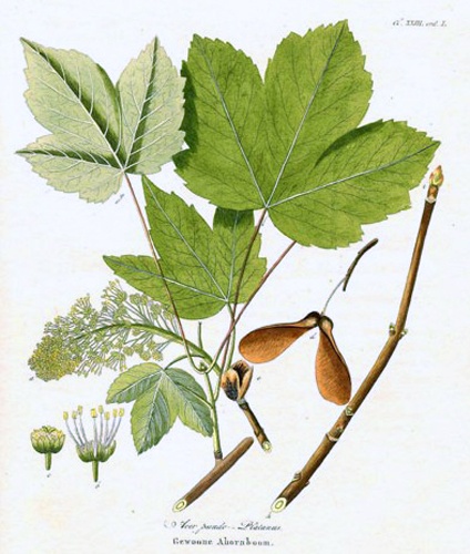 Acer pseudoplatanus &copy; <a href="//commons.wikimedia.org/wiki/User:MPF" title="User:MPF">user:MPF</a>