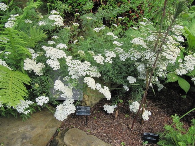 Achillea chamaemelifolia © Leonora Enking