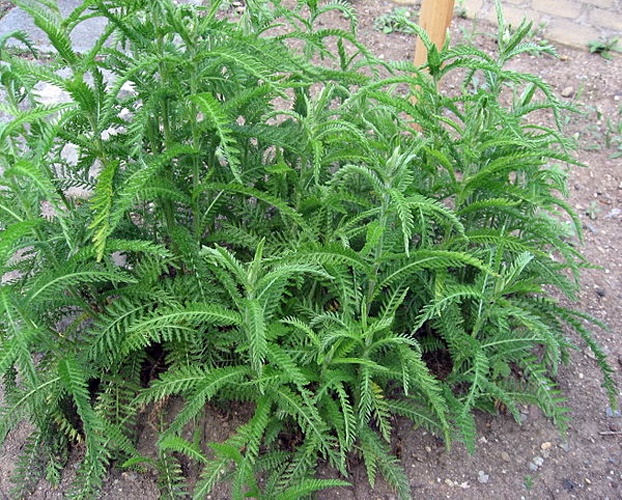 Achillea distans &copy; <a href="https://cs.wikipedia.org/wiki/User:Dezidor" class="extiw" title="cs:User:Dezidor">Dezidor</a>
