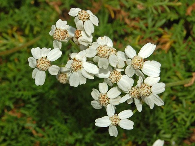 Achillea erba-rotta &copy; <a href="//commons.wikimedia.org/wiki/User:Hectonichus" title="User:Hectonichus">Hectonichus</a>