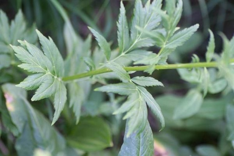 Achillea macrophylla &copy; Henry Brisse (upload by <a href="//commons.wikimedia.org/wiki/User:Abalg" title="User:Abalg">user:Abalg</a>)