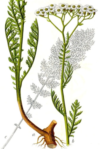 Achillea nobilis &copy; Johann Georg Sturm. Painted by <a href="https://en.wikipedia.org/wiki/Jacob_Sturm" class="extiw" title="en:Jacob Sturm">Jacob Sturm</a>