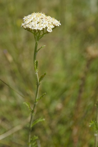 Achillea odorata &copy; <a href="//commons.wikimedia.org/wiki/User:Pichard" title="User:Pichard">Olivier Pichard</a>