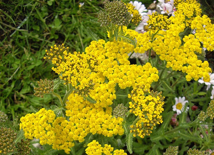 Achillea tomentosa © <a href="//commons.wikimedia.org/wiki/Ghislain118" class="mw-redirect" title="Ghislain118">Ghislain118</a> <a rel="nofollow" class="external free" href="http://www.fleurs-des-montagnes.net">http://www.fleurs-des-montagnes.net</a>