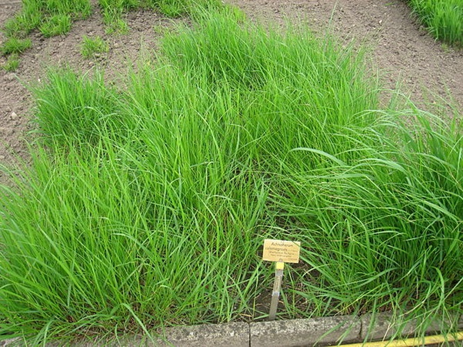 Achnatherum calamagrostis © <a href="//commons.wikimedia.org/wiki/User:Daderot" title="User:Daderot">Daderot</a>