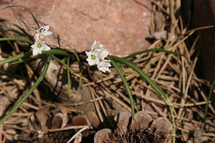 Acis longifolia © <a href="//commons.wikimedia.org/wiki/User:Sten" title="User:Sten">Sten Porse</a>