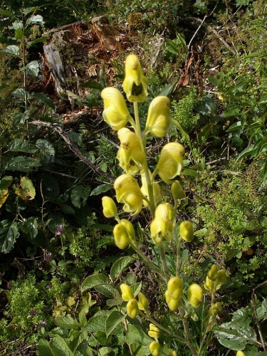 Aconitum anthora © 