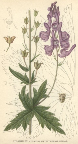 Aconitum lycoctonum &copy; <bdi><a href="https://en.wikipedia.org/wiki/en:Carl_Axel_Magnus_Lindman" class="extiw" title="w:en:Carl Axel Magnus Lindman">Carl Axel Magnus Lindman</a>
</bdi>