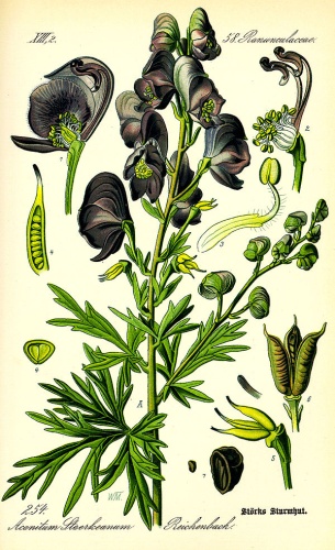 Aconitum napellus © <bdi><a href="https://en.wikipedia.org/wiki/en:Walther_Otto_M%C3%BCller" class="extiw" title="w:en:Walther Otto Müller">Walther Otto Müller</a>
</bdi>
