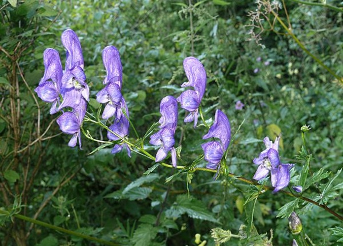 Aconitum variegatum &copy; <a href="//commons.wikimedia.org/wiki/User:BerndH" title="User:BerndH">Bernd Haynold</a>