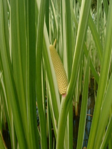 Acorus calamus &copy; J.F. Gaffard, Autoreille, France