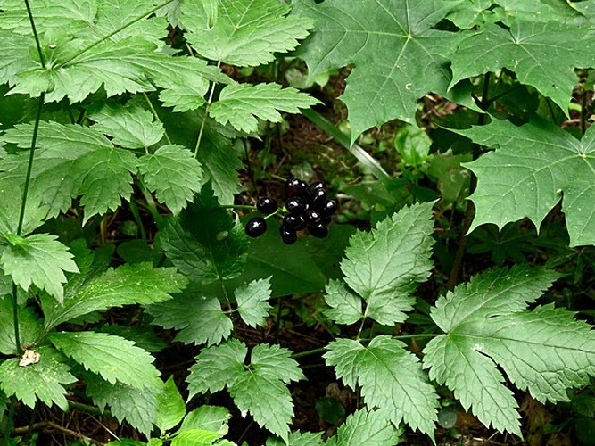 Actaea spicata &copy; <a href="//commons.wikimedia.org/wiki/User:%D0%90%D0%B8%D0%BC%D0%B0%D0%B8%D0%BD%D0%B0_%D1%85%D0%B8%D0%BA%D0%B0%D1%80%D0%B8" title="User:Аимаина хикари">Аимаина хикари</a>