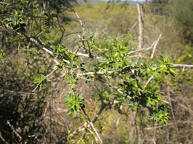Adenocarpus complicatus © <a href="//commons.wikimedia.org/wiki/User:Balles2601" title="User:Balles2601">Balles2601</a>