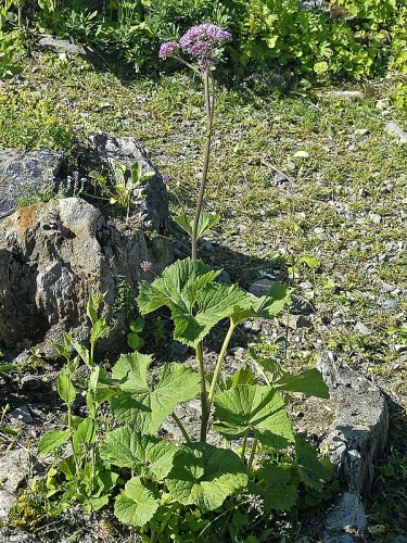 Adenostyles alliariae &copy; <a href="//commons.wikimedia.org/wiki/User:Hectonichus" title="User:Hectonichus">Hectonichus</a>